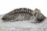 Coltraneia Trilobite Fossil - Unique Shell Coloration #209713-3